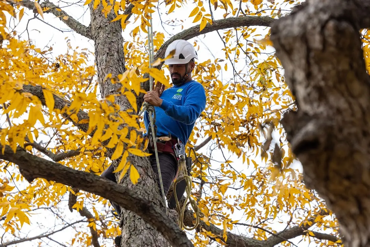 Skilled Tree Transplanting crew working in Foster
